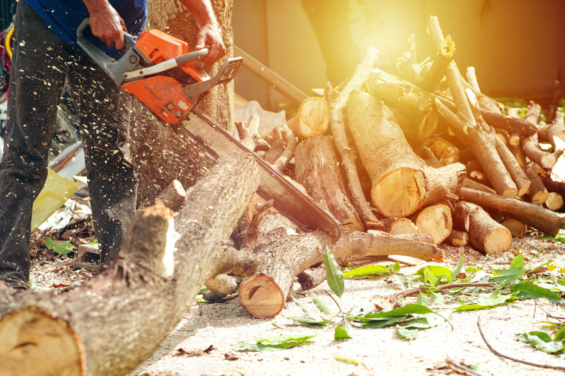 Best Chainsaw For Beginners